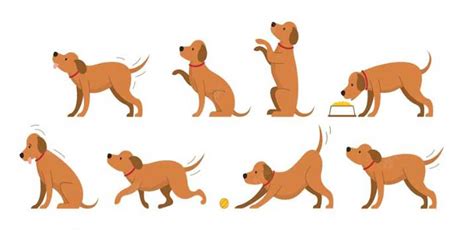 Common Dog Behaviors Explained Daily Dog Stuff