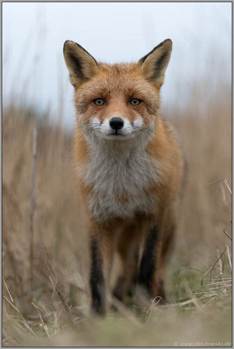 Red Fox By Gordana And Ralf Kistowski On 500px Fox Squirrel Fox Cute