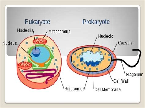 Ppt Cell Structure And Function Powerpoint Presentation