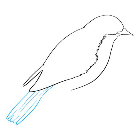 How To Draw An Eastern Bluebird Really Easy Drawing Tutorial Blue