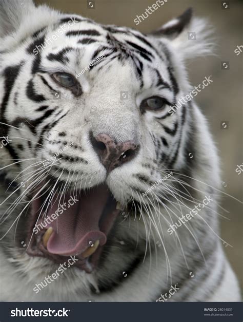 White Tiger Portrait Close Stock Photo 28014031 Shutterstock