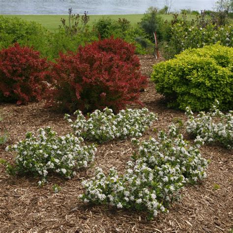 Discount99.us has been visited by 1m+ users in the past month Aronia melanocarpa 'Low Scape Mound™' Low Scape Mound™ Aronia from Prides Corner Farms