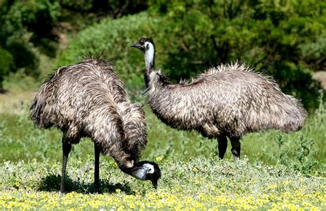 Global Emu Farms