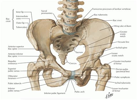 Anterior superior iliac spine (asis) avulsion. Spina ilyaka anteriyor superiyor - Tıpacı