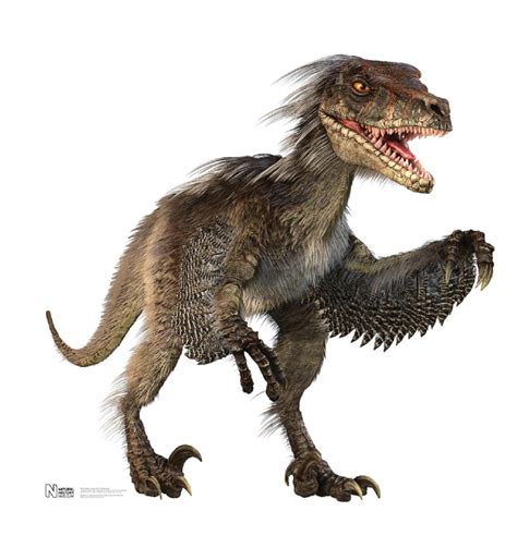 Velociraptor Pictures And Facts The Dinosaur Database