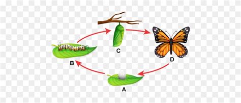 Butterfly Lifecycle Without Text Labels Life Cycle Of Monarch