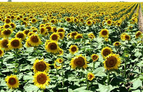 Kansas Sunflower Field By Keith Stokes