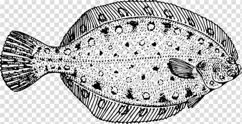 Fish Flounder Flatfish Halibut European Flounder Gulf Flounder