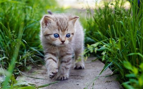 12 Best Tips On How To Train A Kitten At Home