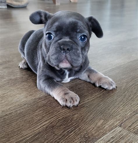 All our puppies come with a one year guarantee. French Bulldog Puppies For Sale | Township of Greenwood ...