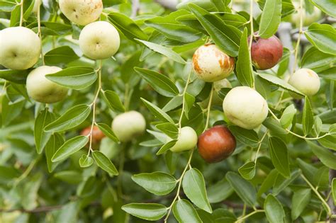 Jujube Fertiliser Recommendations Agriculture And Food