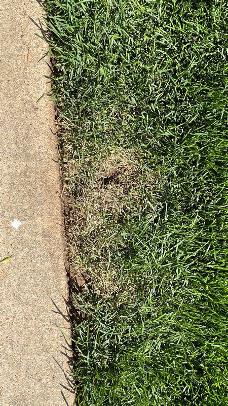 Sub Soil Roots Causing Browning Kbg Lawn Care Forum