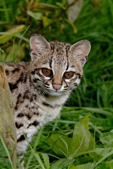 Oncilla Or Tiger Cat Leopardus Tigrinus Tropical South