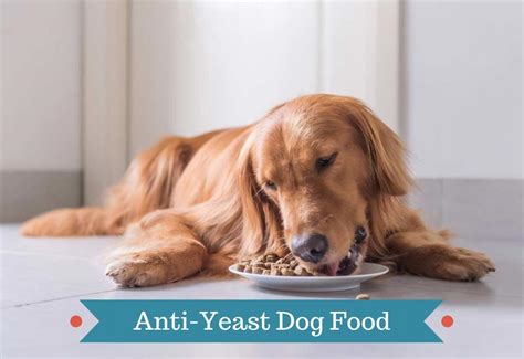 For example, you can buy any dairy products such as milk, eggs, creamer or ebt cards work for purchasing certain other, nonessential food items. Best Dry Dog Food For Yeast Infections 2020 - The Best ...