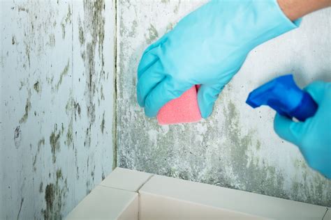 Do It Yourself Mold Removal Why You Shouldnt Diy