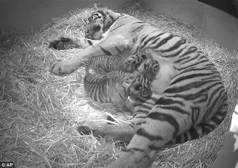 Sumatran Tiger Cubs Birth Captured On Hidden Camera At London Zoo