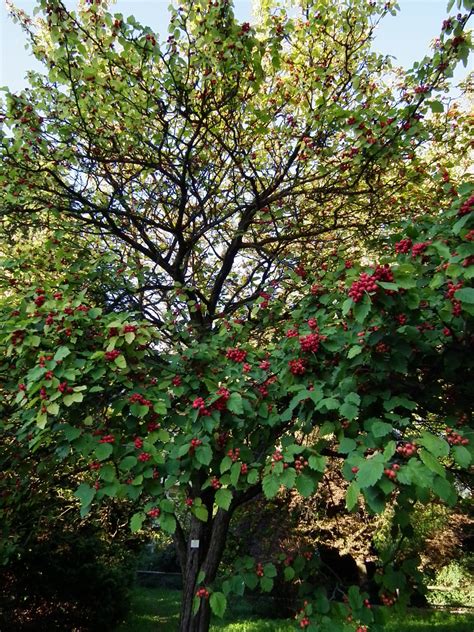 35 Best Hawthorn Tree Varieties Progardentips