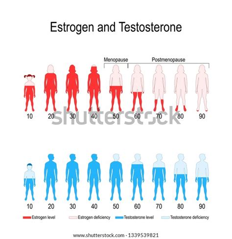 Estrogen Testosterone Hormone Levels Chart Vector 스톡 벡터 로열티 프리