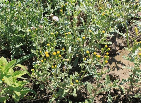 At a time of growing disagreement between the northern and southern states, james madison made a strong case in the federalist no. Washington State Noxious Weed Control Board