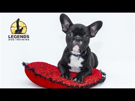 Consistent training with your puppy will bring consistent results you may found it helpful to have an exercise pen for the house, and one for the yard. French Bulldog Puppy: Basic Training, Crate - YouTube