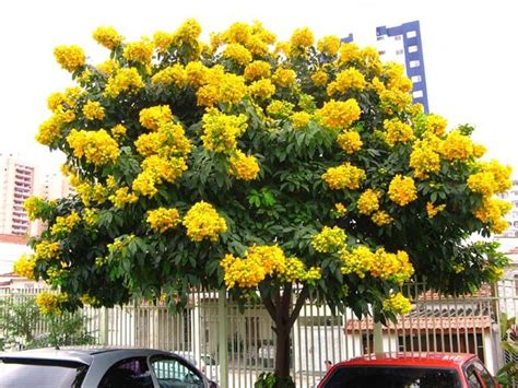 Tree With Yellow Flowers Florida Tabebuia Buy In Miami Kendall Ft