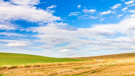 Country Landscape With Dried Corn Field On A Sunny Day Stock Photo