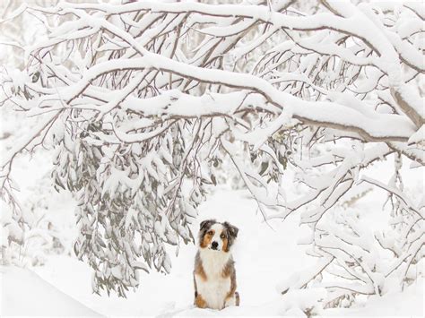 Snow Dogs Photography And Retreats Victorias High Country