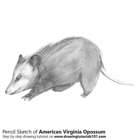 Virginia Opossum Pencil Drawing How To Sketch Virginia Opossum Using