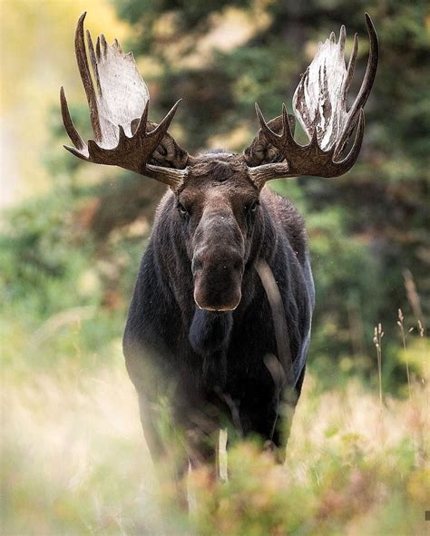 Moose Pictures Bull Moose Moose