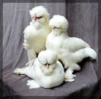 Pin On Chicken Breeds Middle Eastern
