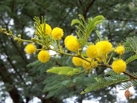Acacia Species Thorntree Plantinfo