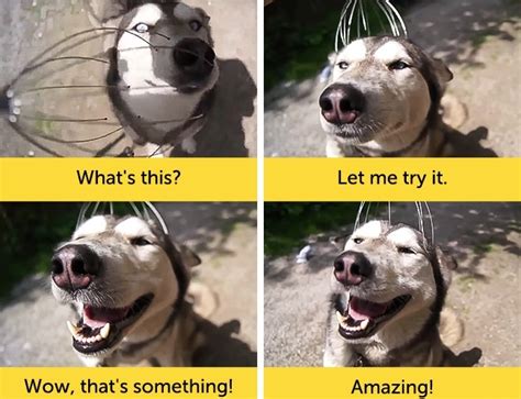 Dogs With Funny Facial Expressions Dogexpress