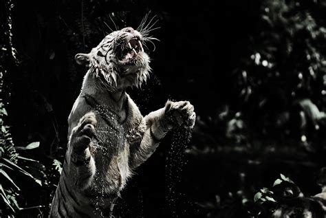 Download Animal White Tiger 4k Ultra Hd Wallpaper