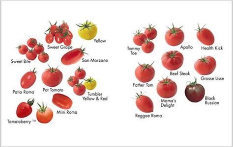 Tomato Season The Perfect Time Of Year To Grow Your Tomatoes