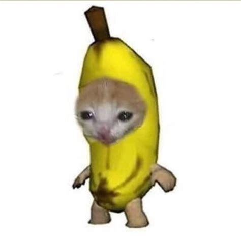 BananaCat Fotografías divertidas de animales Memes de animales Imagenes de animales graciosas