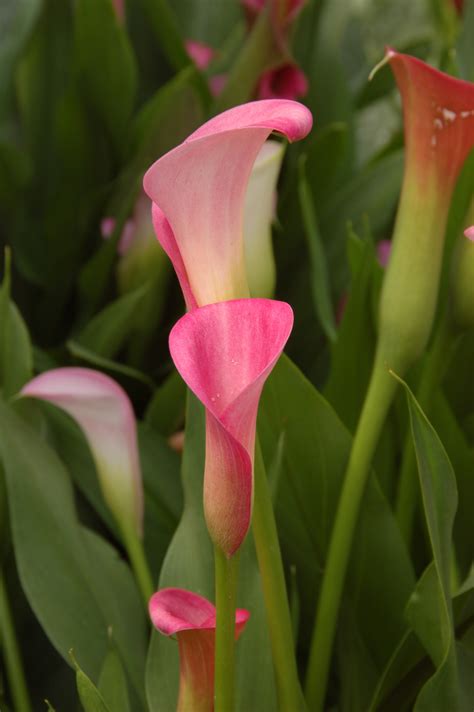 Lilies are classic flowers that never go out of style. Summer Flower: Calla Lily