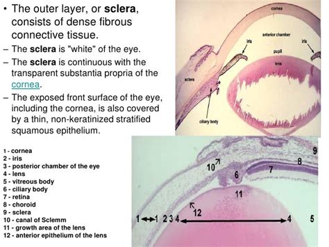 Histology Of Eye