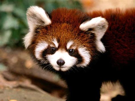 The Funniest Red Panda Pictures