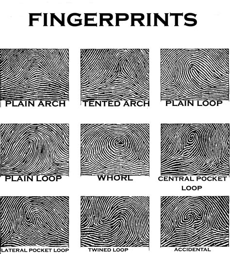 Different Types Fingerprints Different Types