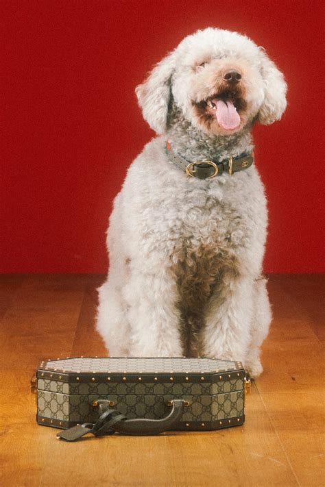 The Gucci Pet Collection is unveiled through a series of pet portraits