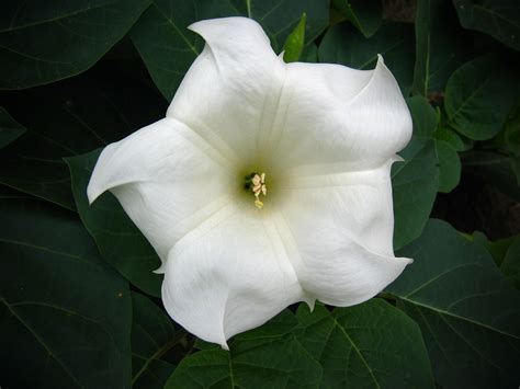Moonflower Plant Care And Growing Guide