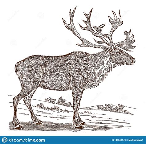 Male Caribou Or Reindeer Raner Tarandus Standing In A Snowy
