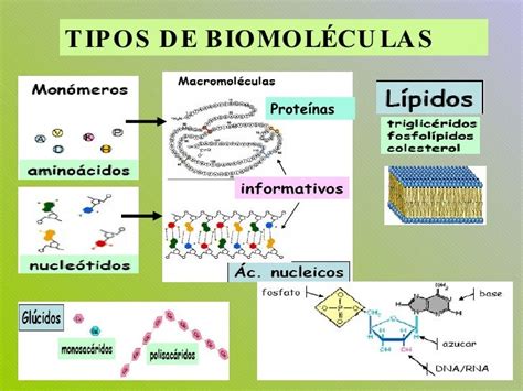 Biologia A Lo Largo Del Semestre Biomoleculas