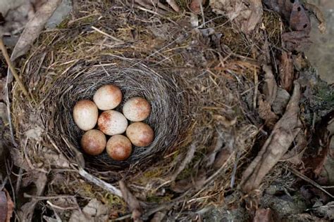 What Do Sparrow Eggs Look Like Sparrows Nesting And Matching