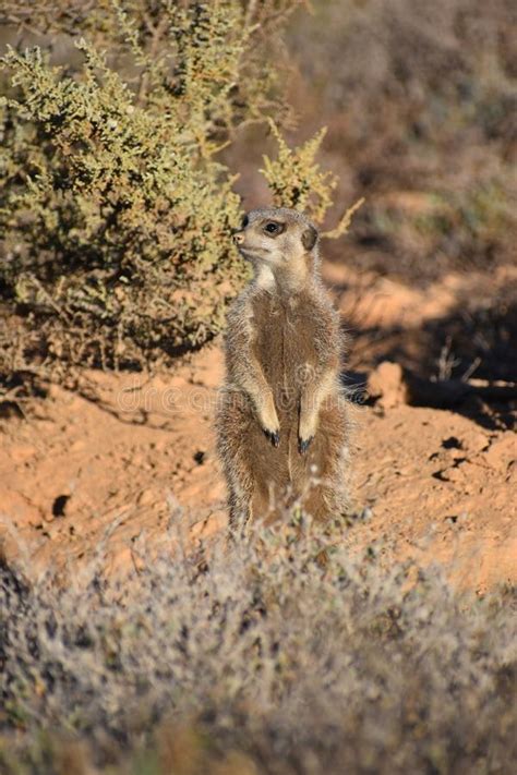 A Cute Meerkats In The Desert Of Oudtshoorn South Africa Stock Image