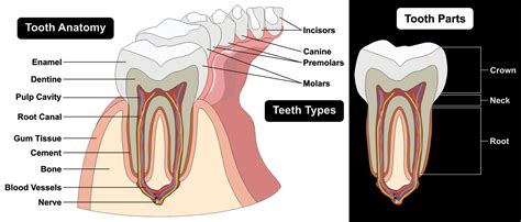 What Are The Major Parts Of A Tooth Miguel Ferrer Dds