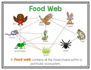 Check spelling or type a new query. Food Chain Food Web Posters and Interactive Notebook INB ...
