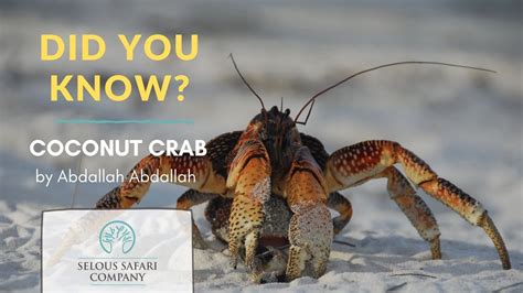 Fascinating Facts About The Coconut Crab Youtube