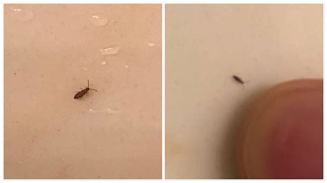 Have Been Seeing These Tiny Bugs Around In My House For About A Week