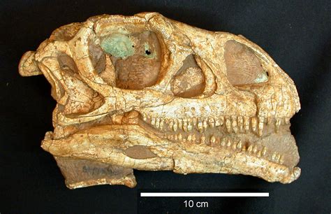 Crâne De Big Momma Maintenant Le Spécimen Type De Massospondylus